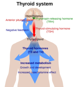 2000px-Thyroid_system.svg